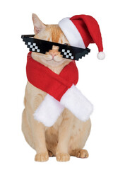 A ginger cat in a New Years costume and glasses