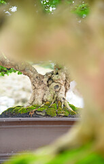 Fototapeta premium Bonsai tree in details and close up