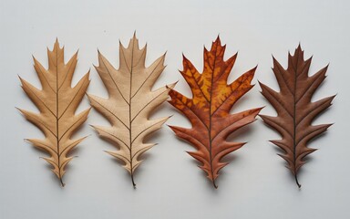 Four oak leaves are arranged horizontally to showcase a beautiful gradient of autumn colors and textures. 