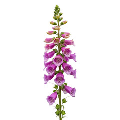 Obraz premium Purple foxglove flower isolated on transparent background isolated on transparent background