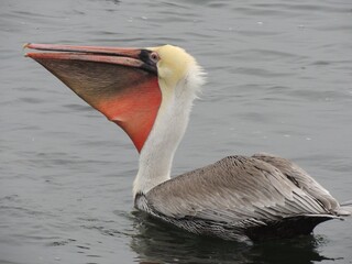 Pelican with a catch in its gular pouch