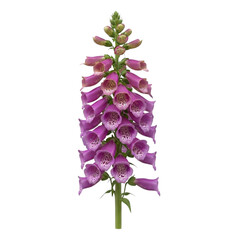 Purple foxglove flower isolated on transparent background isolated on transparent background