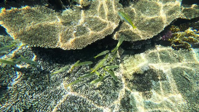Underwater coral reef with fish flock swimming among hard corals in clear tropical sea