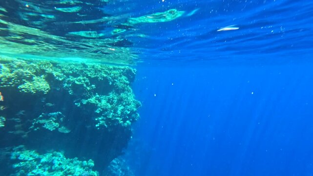 Diving yachts and camera motion underwater descent showing the coral reef wall and deep sea at Sharks Bay in Ras Mohammed Egypt