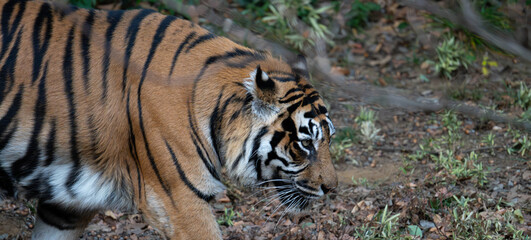 歩くスマトラトラ