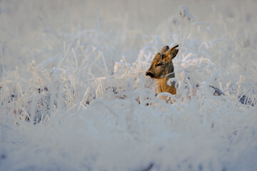 Roe Buck in Frost-Covered Tall Grass – Wildlife Portrait in a Winter Landscape
