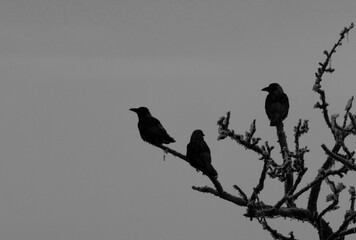 Raven Silhouette on a Branch – Dramatic Bird Scene in Backlight