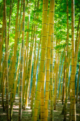 Fototapeta premium Sunny Bamboo Forest at Wakayake no Mori in Tochigi, Japan