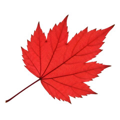 Bright red maple leaf
