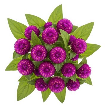 Beautiful purple gomphrena flowers with green leaves