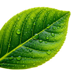 Fresh dewy green leaf
