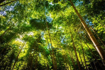 Obraz premium Sunny Bamboo Forest at Wakayake no Mori in Tochigi, Japan