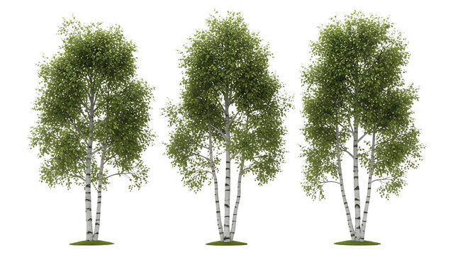 Three white birch trees with green leaves on a transparent  background