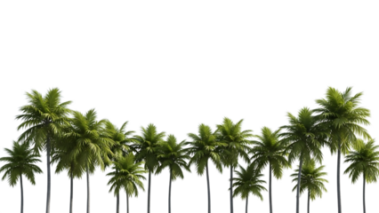 A serene row of palm trees against on a transparent  background