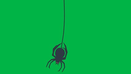 Black spider hanging from web thread on green screen chromakey background. Perfect for 2d animated cartoon animation creepy, Halloween, or insect nature elements in horror or educational content.