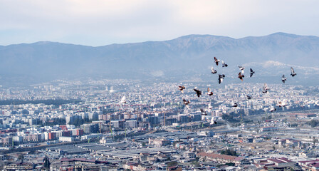 Antakya city landscape with pigeons