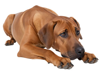 A brown dog with a sad expression lies on a black background