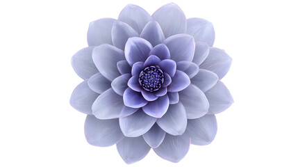 Vibrant purple flower with thick rounded petals symmetrically arranged on white background for decoration and design