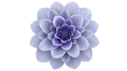 Vibrant purple flower with thick rounded petals symmetrically arranged on white background for decoration and design