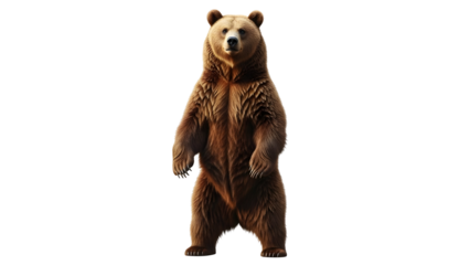 Standing brown bear on white background