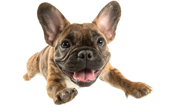 Happy brindle French Bulldog puppy lying down looking forward with a cheerful expression isolated on transparent background