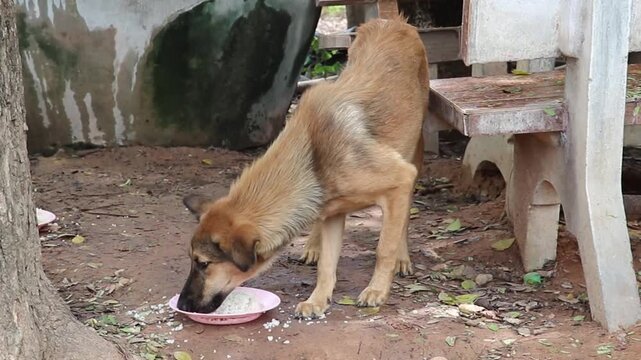 Dog eating food from ground near bench in shaded yard