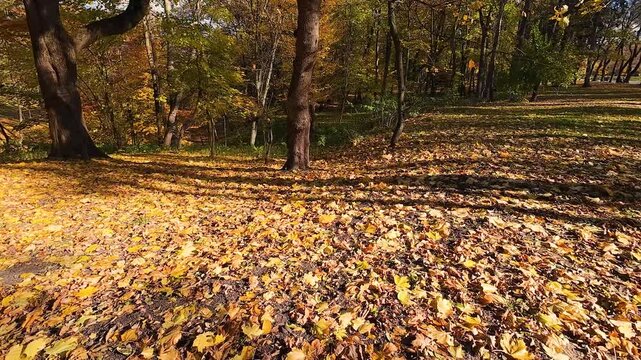 Golden maple leaves cover the forest floor in the warm autumn sun. This serene natural scene captures the beauty of fall foliage.