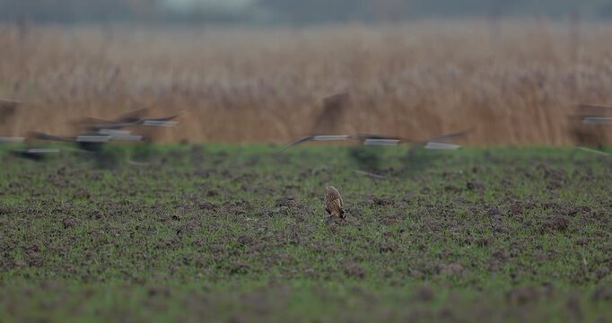 Northern lapwing flying over short-eared owl
