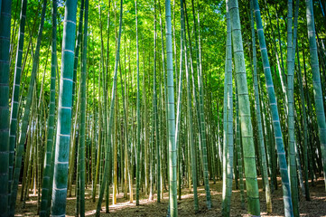 Fototapeta premium Sunny Bamboo Forest at Wakayake no Mori in Tochigi, Japan