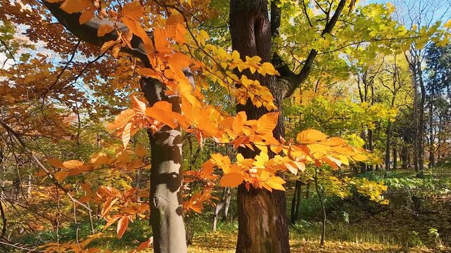 Golden autumn leaves of a beech tree (Fagus sylvatica) glow in the bright sunlight. The warm, vibrant colors of the fall foliage create a serene and picturesque natural background.