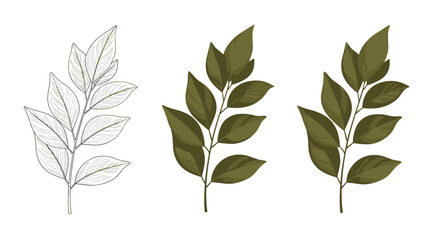 Set of three botanical illustrations of a leafy plant branch, showing different styles from line art to shaded color vector.