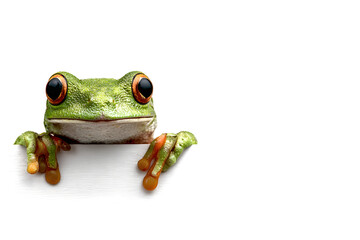 a cute tree frog peeking over the edge of a blank