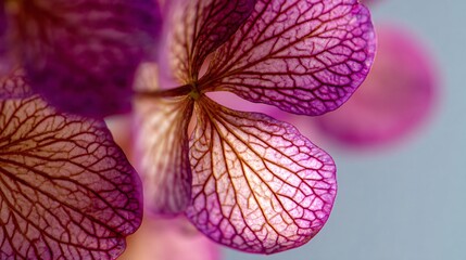 High-resolution close-up of fresh petals showing organic patterns and natural imperfections, photographed with shallow focus and smooth background blur for a minimal and professional stock style