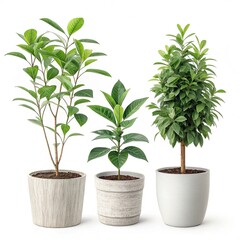 Obraz premium Set of Potted Plants Isolated on White Background