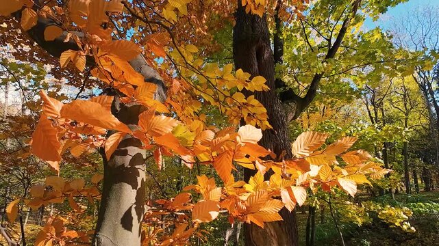 Golden autumn leaves of a beech tree (Fagus sylvatica) glow in the bright sunlight. The warm, vibrant colors of the fall foliage create a serene and picturesque natural background.