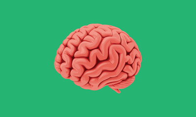 Human brain anatomy illustration isolated on green background, neuroscience concept, medical education, cognition, psychology, intelligence, neural science artwork digital realistic
