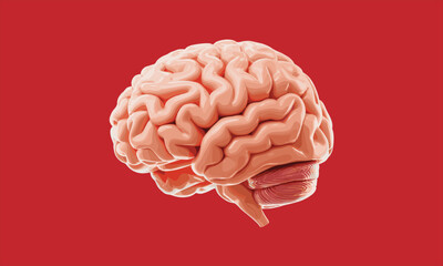 Human brain anatomy illustration isolated on red background, neuroscience concept, medical education, cognition, psychology, intelligence, neural science artwork digital realistic