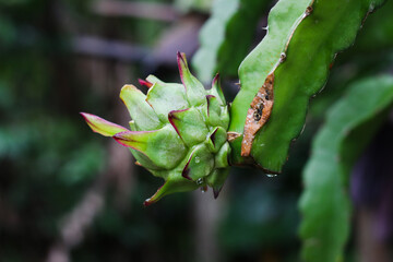 detailed view of young dragon fruit bud attached to cactus stem outdoors