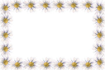 Horizontal frame with chrysanthemums. Hand-painted watercolor botanical illustration isolated on white background for invitations, branding, packaging, cards, wedding design, elegant botanical project