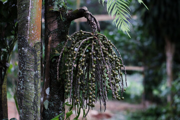 close up of wild palm fruit cluster hanging naturally in tropical rainforest environment