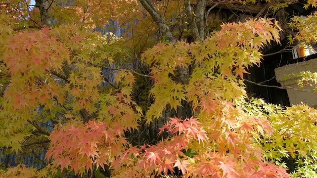 Colorful autumn maple trees in forest during fall season