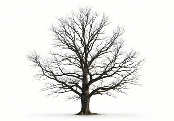Obraz premium Big tree stands tall, its bare branches reaching up, isolated on white background 