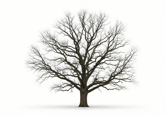 Obraz premium Big tree stands tall, its bare branches reaching up, isolated on white background 