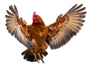 Chicken Flying Open Wings Isolated on Transparent Background