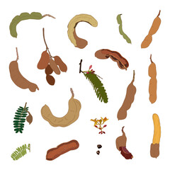Vector illustration set of tamarind fruit design. Whole and opened pod with pulp. Seeds and green leaves