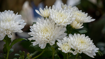 Bunch of beautiful Chrysanthemum flowers blooming during winter 2