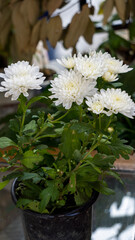 Bunch of beautiful Chrysanthemum flowers blooming during winter 3 vertical photo