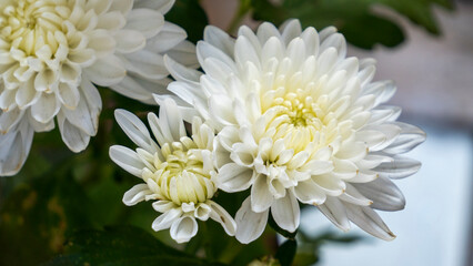 Bunch of beautiful Chrysanthemum flowers blooming during winter 5 close up