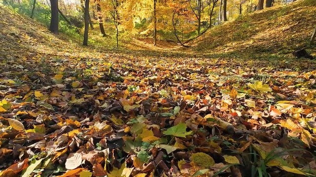 A low-angle shot of a forest floor covered in vibrant, fallen maple leaves during autumn. The warm sunlight filters through the trees, highlighting the golden and orange hues of the foliage.