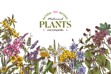 Medicinal plants vector background in retro style © Marina Gorskaya